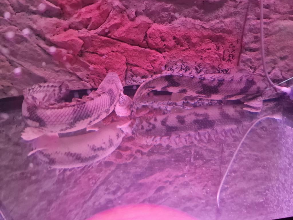 Polypterus endlicherii, Vis