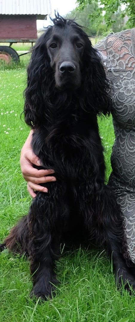 Liefdevol huis gezocht voor leukste hond van de wereld, Dieren en Toebehoren, Parvo, Teef, Eén hond, Nederland