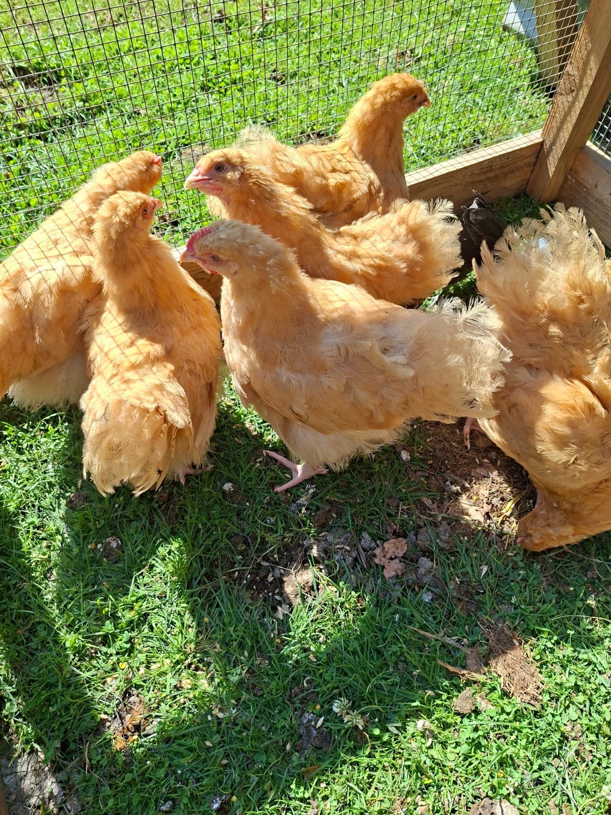 jonge Orpington hanen Groot, Dieren en Toebehoren, Mannelijk, Kip