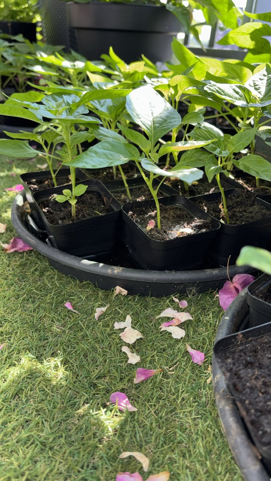 Madam Jeanette peper plantjes - 1,25 per stuk, Tuin en Terras, Ophalen, Volle zon, Eenjarig, Zomer