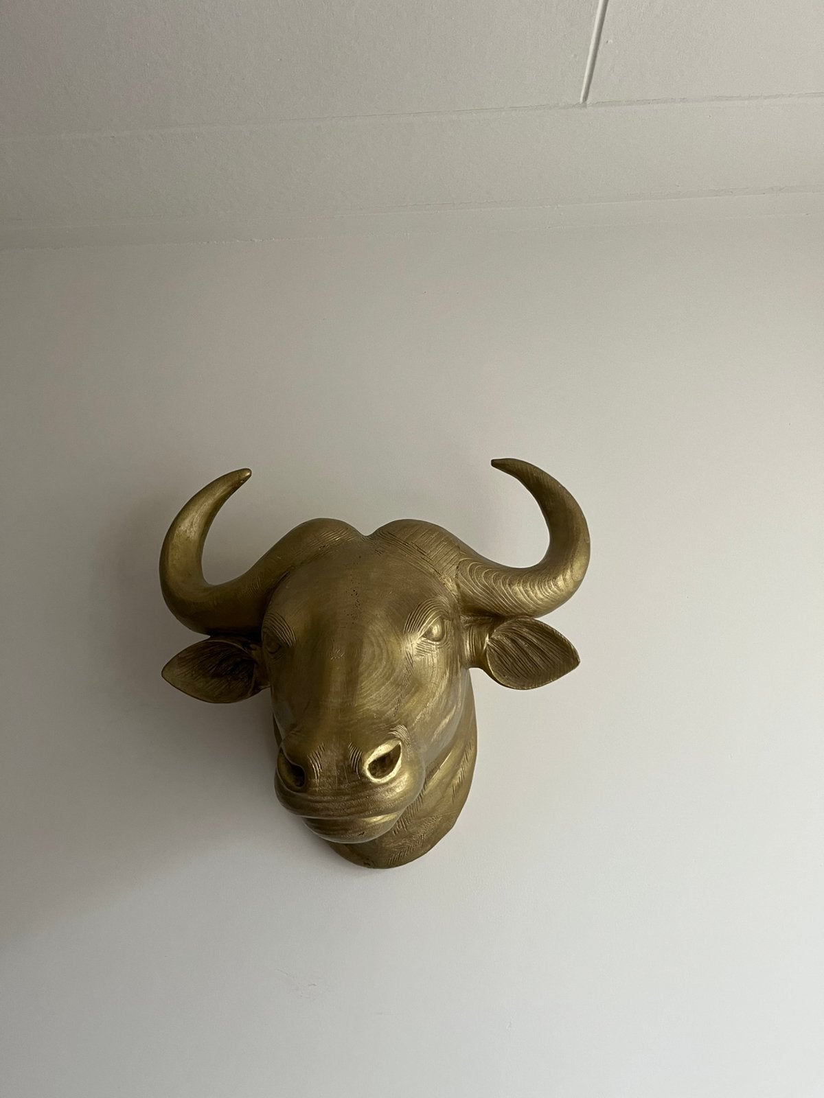 Schedel koe decoratie. Liefst Voor woensdag weg, Ophalen, Zo goed als nieuw, Boerderijdier, Schedel