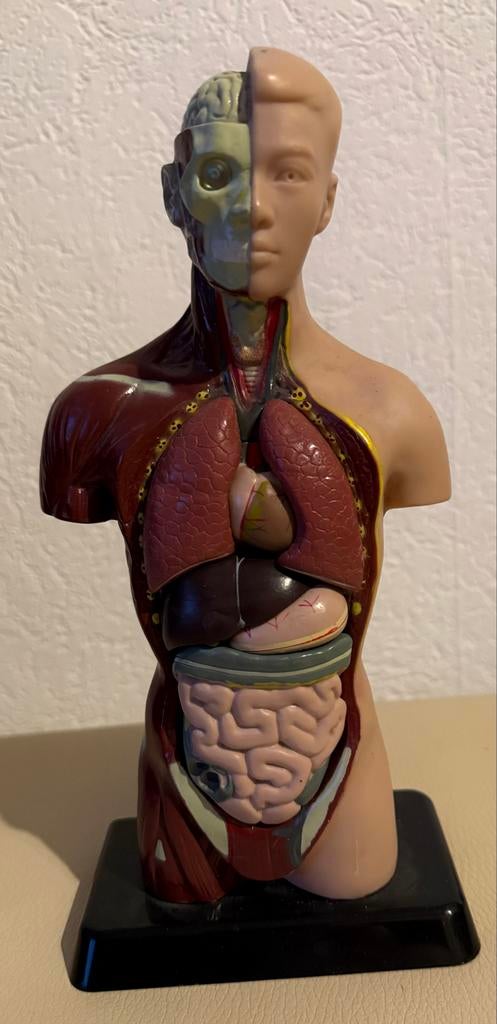 Anatomisch model menselijk torso - 26cm hoog, Ophalen of Verzenden, Zo goed als nieuw, Overige typen