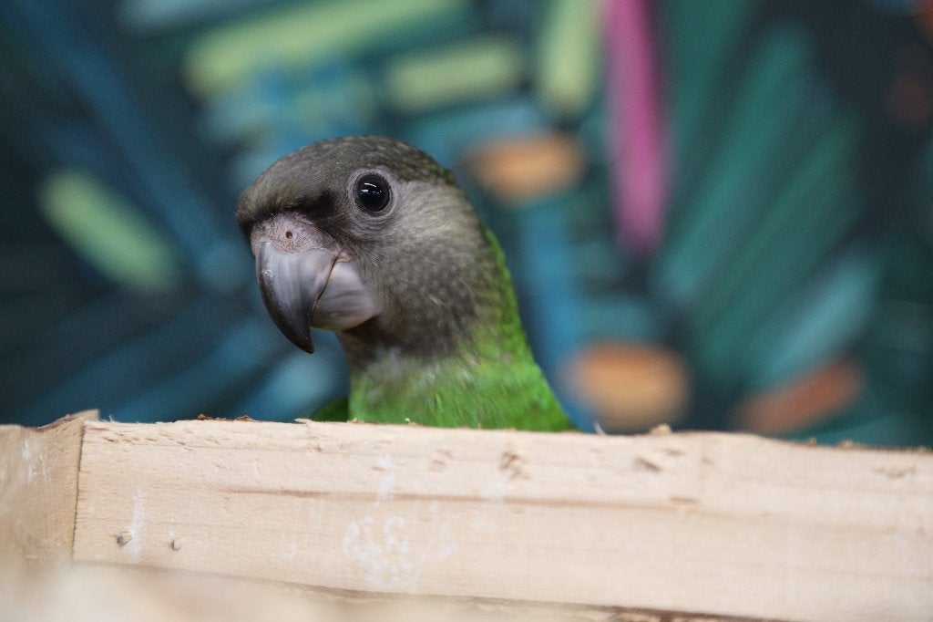 Jonge Baby Bonte boeren | Handtam | getest, Dieren en Toebehoren, Vogels | Parkieten en Papegaaien, Meerdere dieren, Papegaai