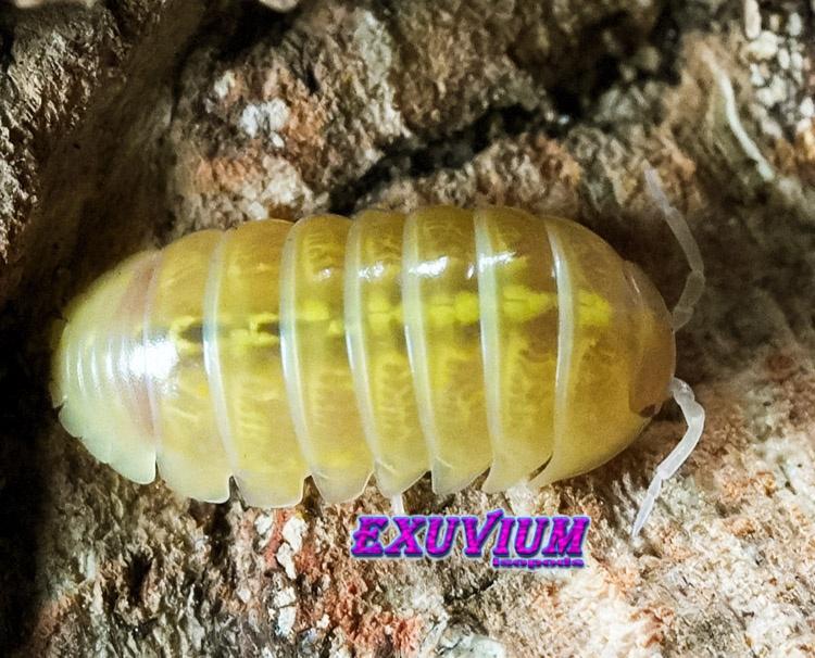 Armadillidium vulgare Gold isopods / pissebedden, Dieren en Toebehoren, Insecten en Spinnen, Overige soorten