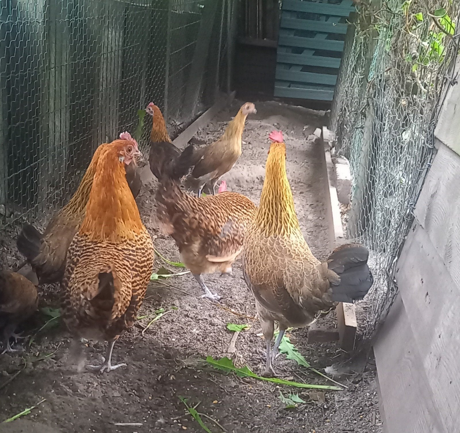 Hollandse krielen, Dieren en Toebehoren, Pluimvee, Meerdere dieren, Kip