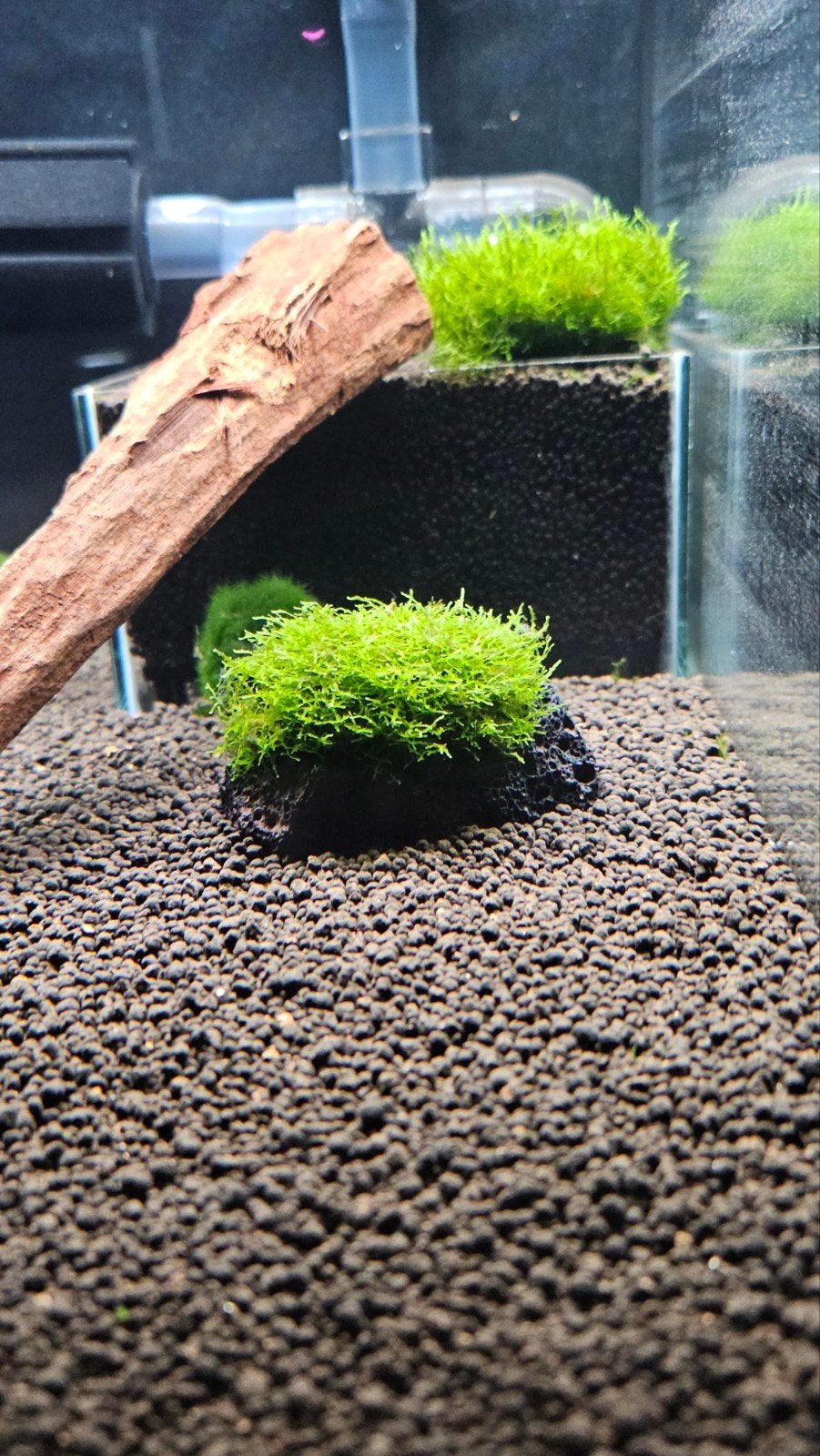 Riccardia chamedryfolia (mini pellia) / koraalmos, Dieren en Toebehoren, Vissen | Aquaria en Toebehoren, Ophalen of Verzenden