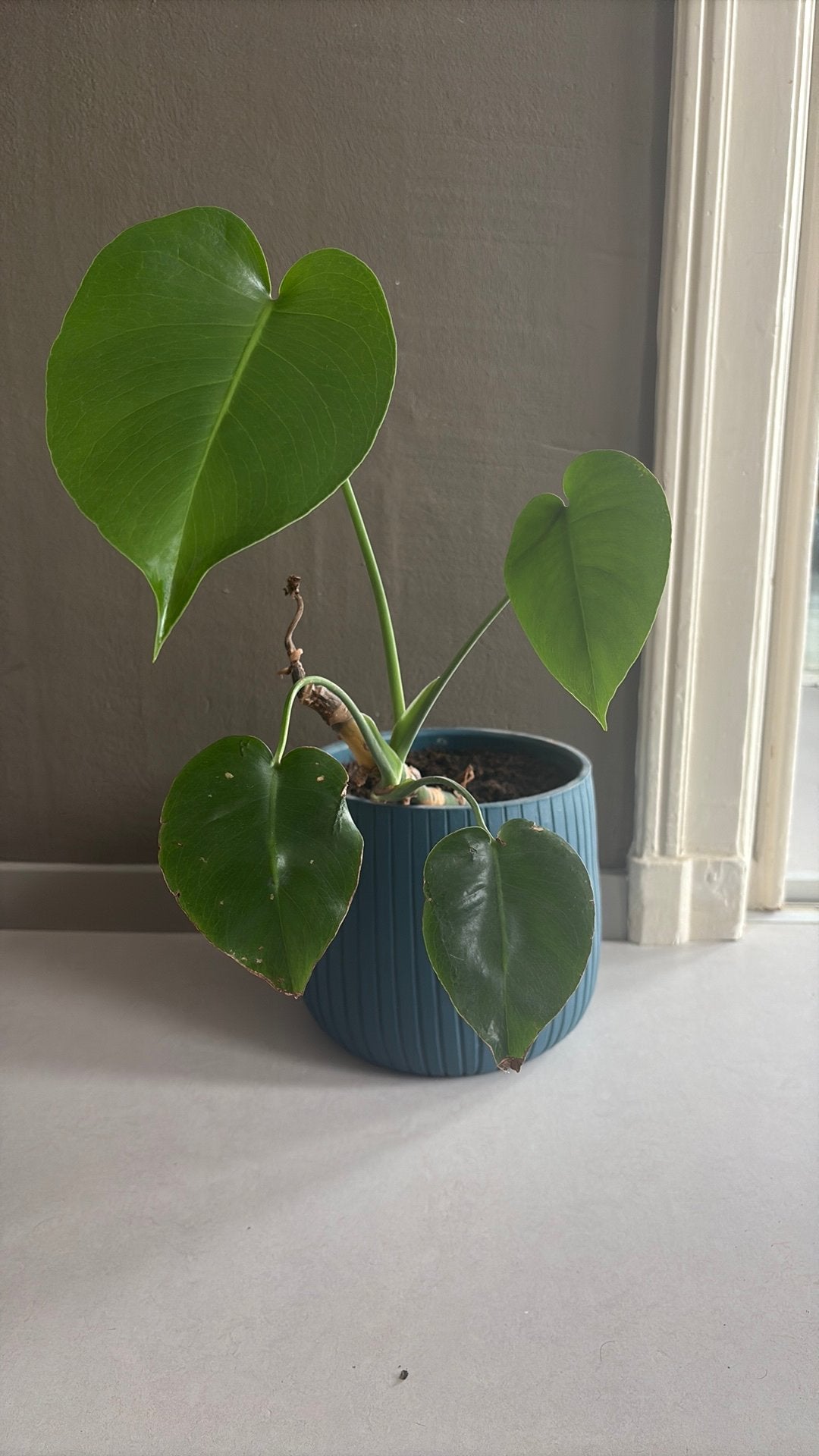 Ceramic Pot (23 cm) with included Juvenile Monstera, Ophalen, Halfschaduw, Minder dan 100 cm