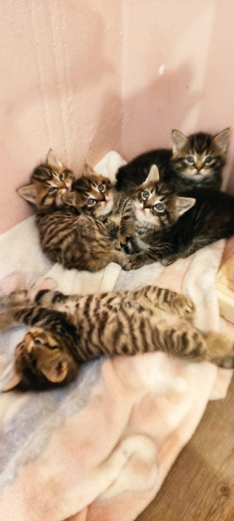 Ragdoll kruising Britse Korthaar kittens, Meerdere dieren, Ontwormd, 0 tot 2 jaar