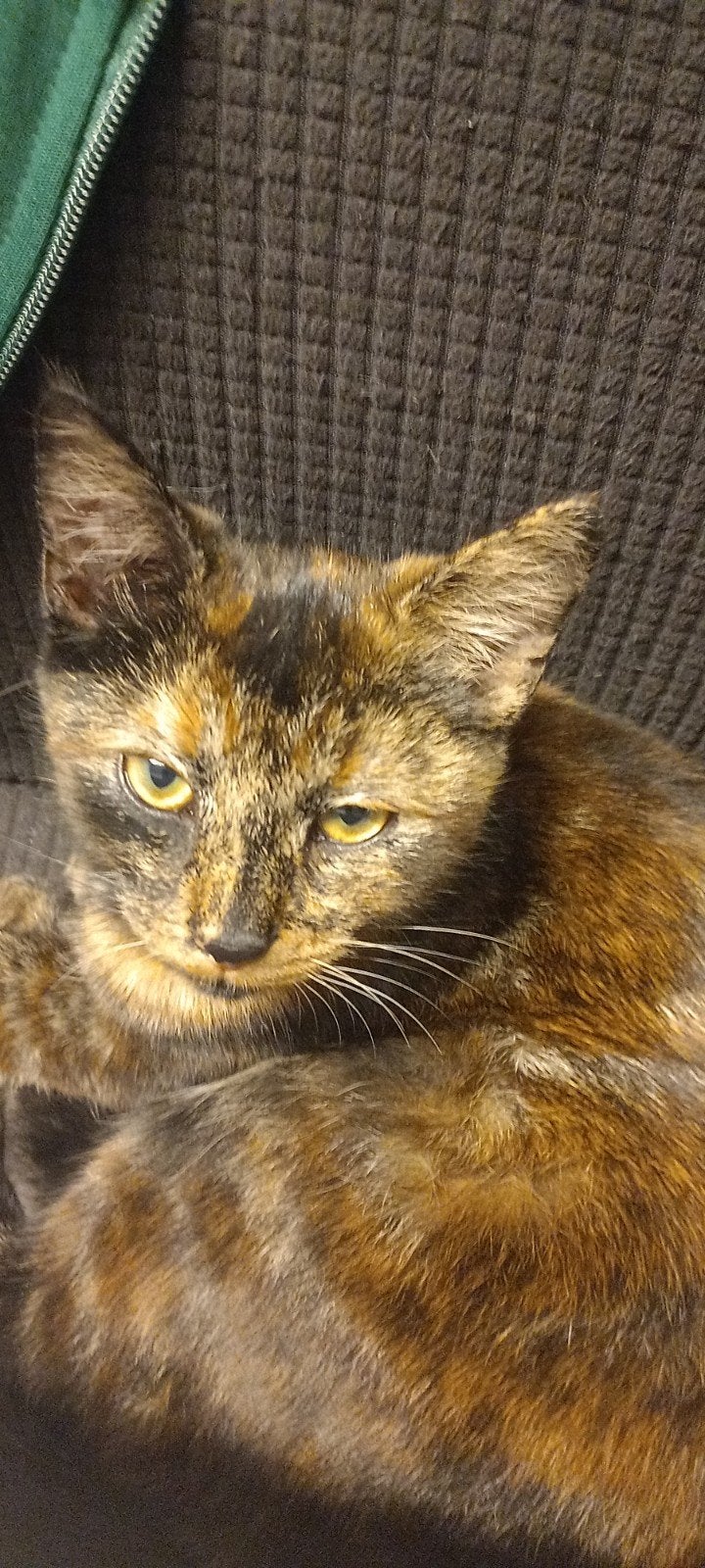 1 Zindelijke, lief en speelzame kitten!, Dieren en Toebehoren, Poes, Kortharig, 0 tot 2 jaar