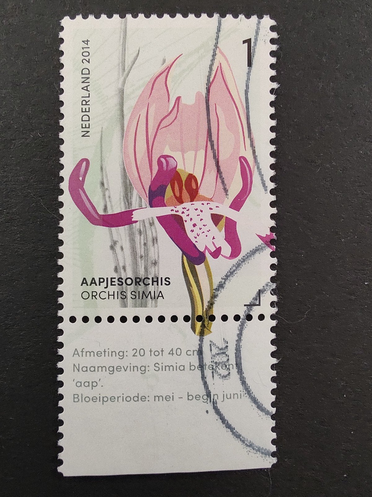 3184 aapjes orchis 2014 orchideeën uit gerendal, Ophalen of Verzenden