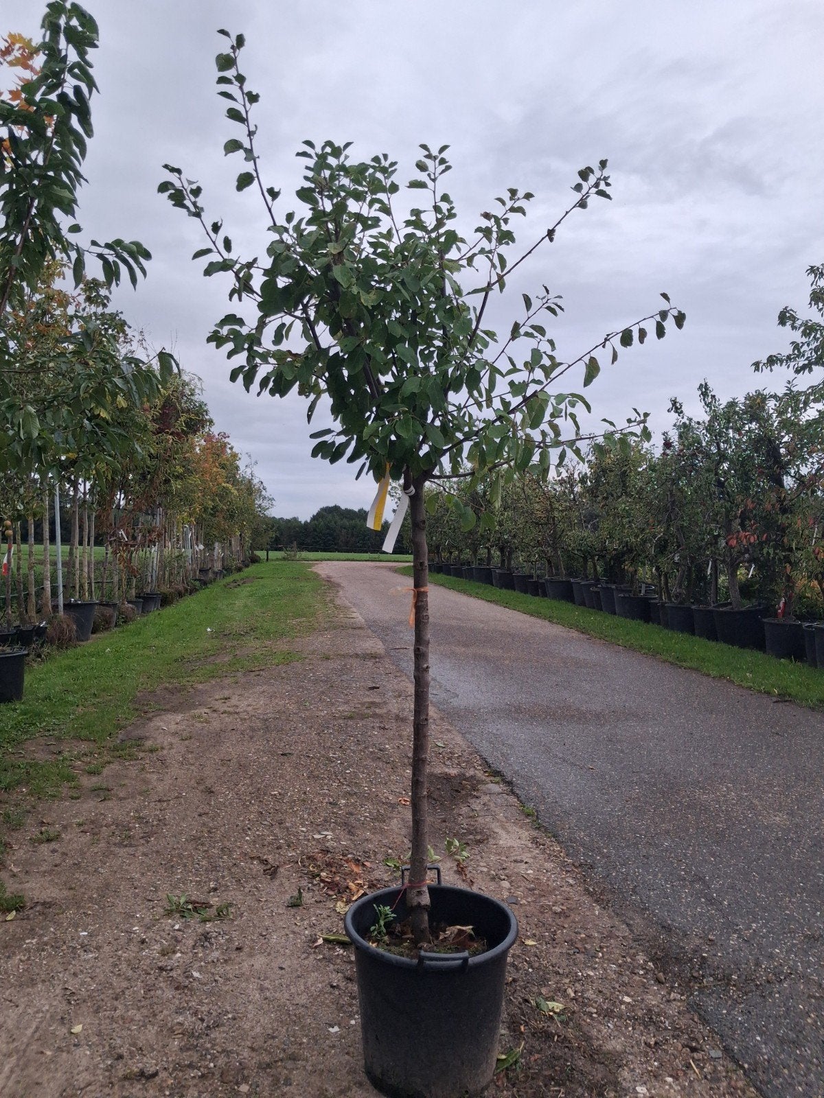 Prunus d. 'Opal' - Pruimenboom halfstam 120cm, Lente, In pot, Ophalen of Verzenden, Pruimenboom