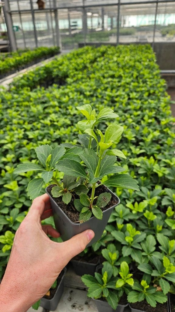 Pachysandra Terminalis - groenblijvend dikkemanskruid, Tuin en Terras, Ophalen of Verzenden, Vaste plant, Siergrassen, Volle zon