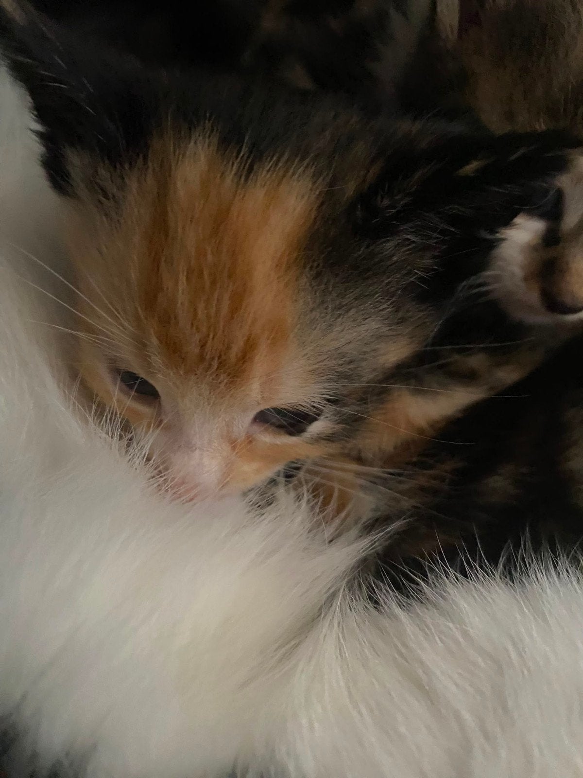 Kittens, Meerdere dieren