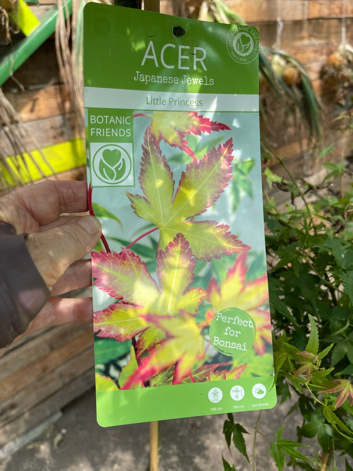 Acer palmatum 'Little Princess' - Japanse esdoorn, Tuin en Terras, Planten | Tuinplanten, Vaste plant, Bloeit niet, Halfschaduw