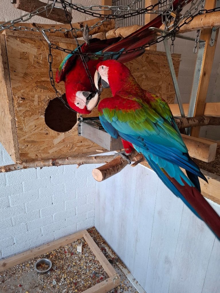 koppel groenvleugel ara's, Meerdere dieren, Papegaai, Pratend