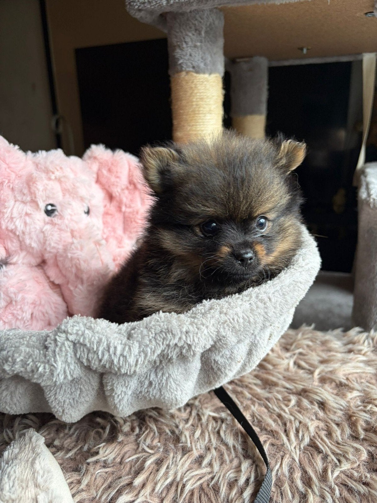 Pomchi pups, Overige rassen, Meerdere, Meerdere dieren, Nederland