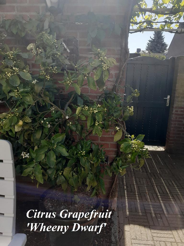 Citrus Boompjes, Tuin en Terras, Planten | Tuinplanten, Vaste plant, Fruitplanten, Volle zon, Lente, Ophalen