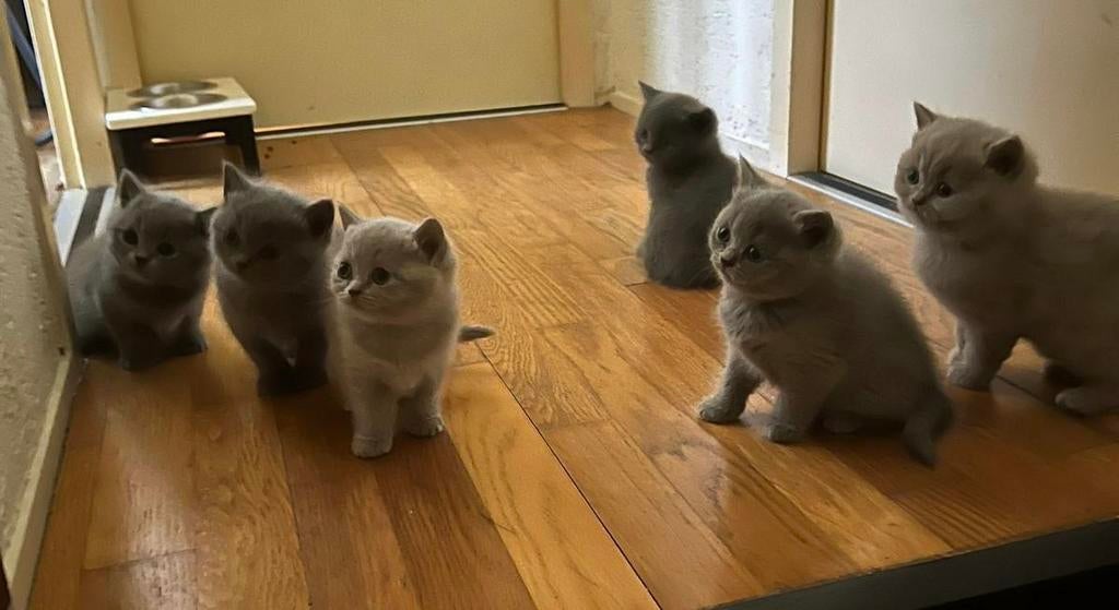 Britse Korthaar kittens, Dieren en Toebehoren, Katten en Kittens | Raskatten | Korthaar, Meerdere dieren, Ontwormd