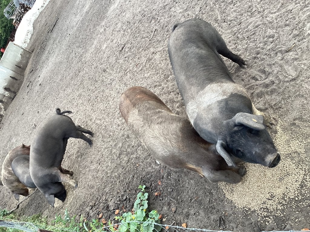 slachtrijpe husumer scharrelvarkens te koop €.250,-, Dieren en Toebehoren, Meerdere dieren, Varken, 0 tot 2 jaar