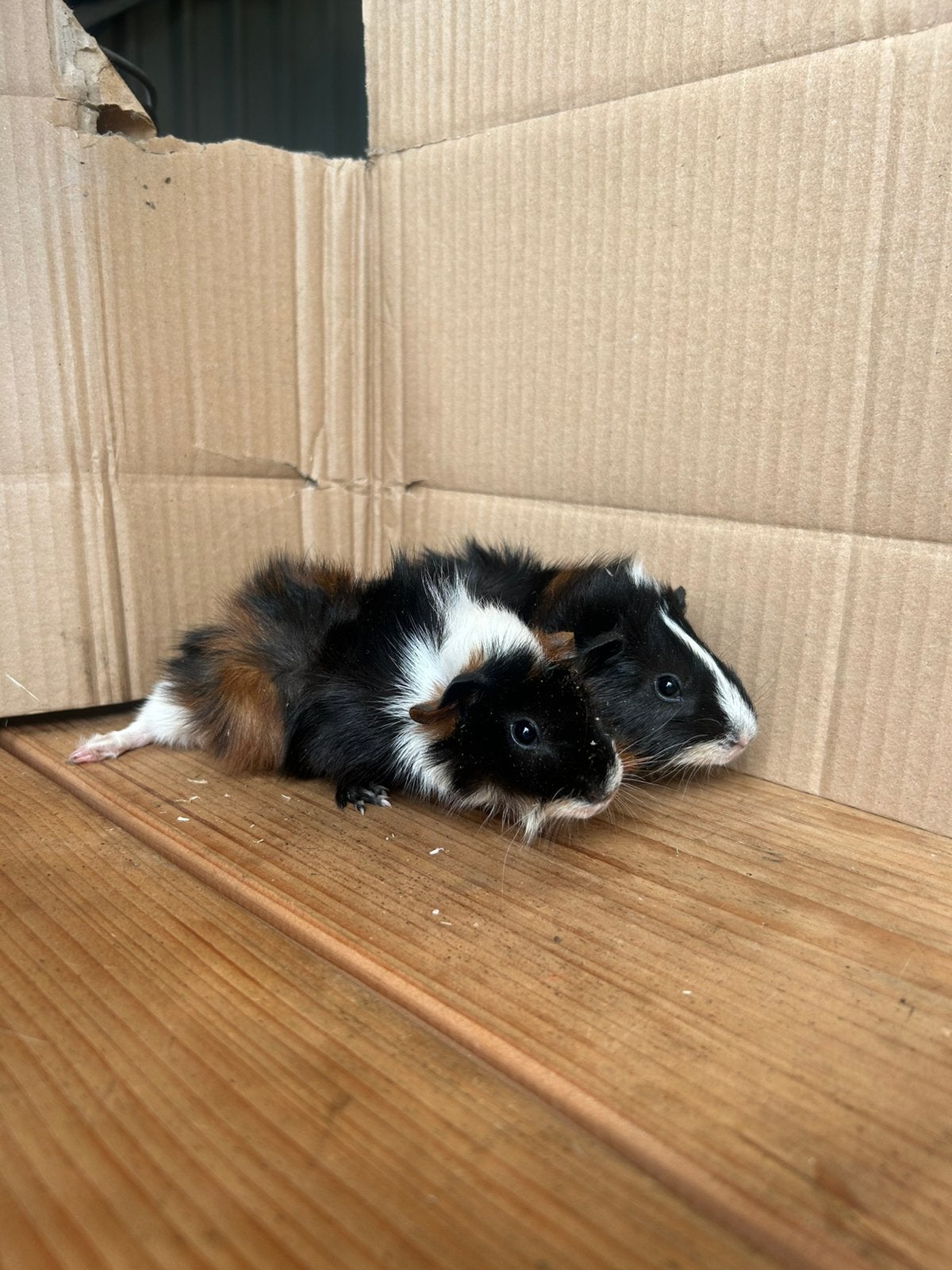 2 jonge cavia’s, Dieren en Toebehoren, Cavia, Augustus, Vrouwelijk, Tam