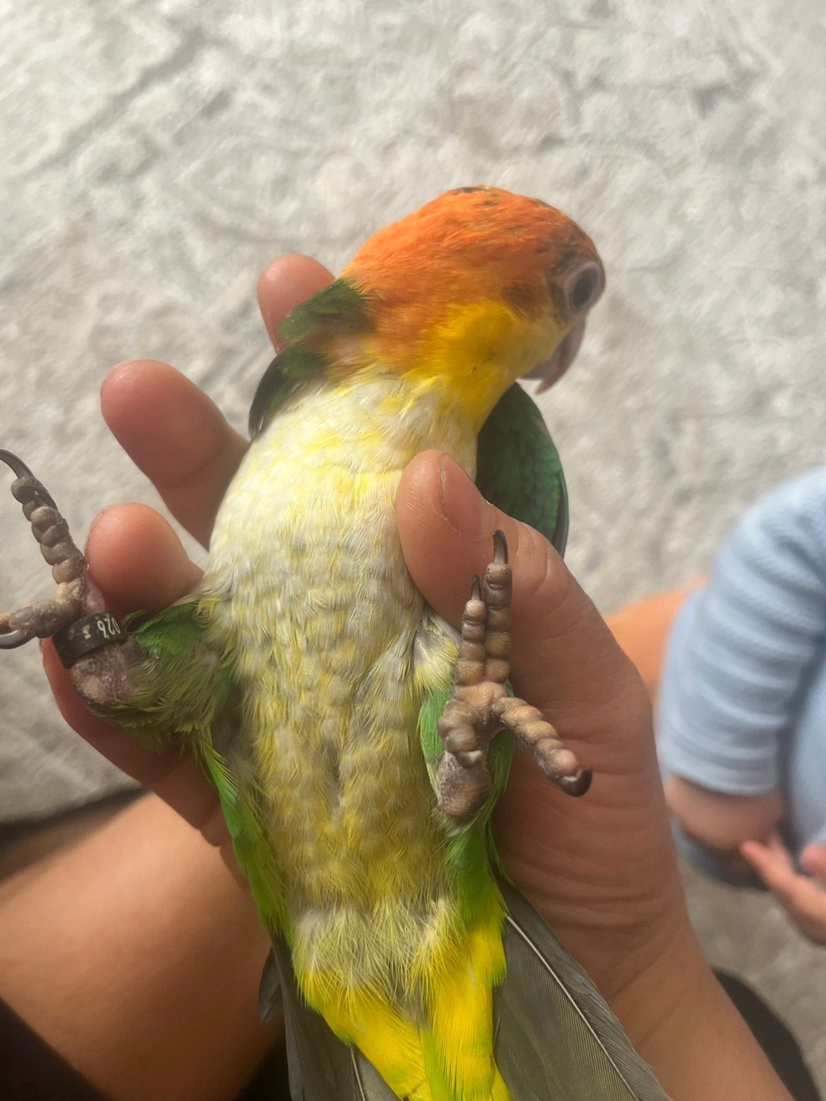 Handtamme caique, Meerdere dieren, Papegaai, Pratend