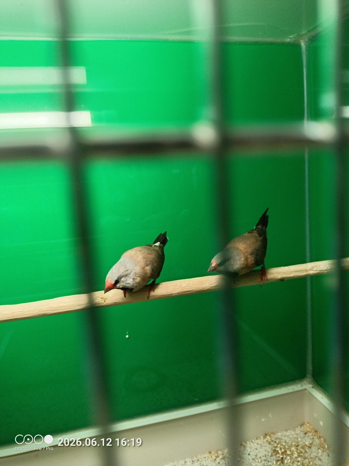 Jonge spitsstaart amedines, Dieren en Toebehoren, Vogels | Overige Vogels, Geslacht onbekend, Geringd