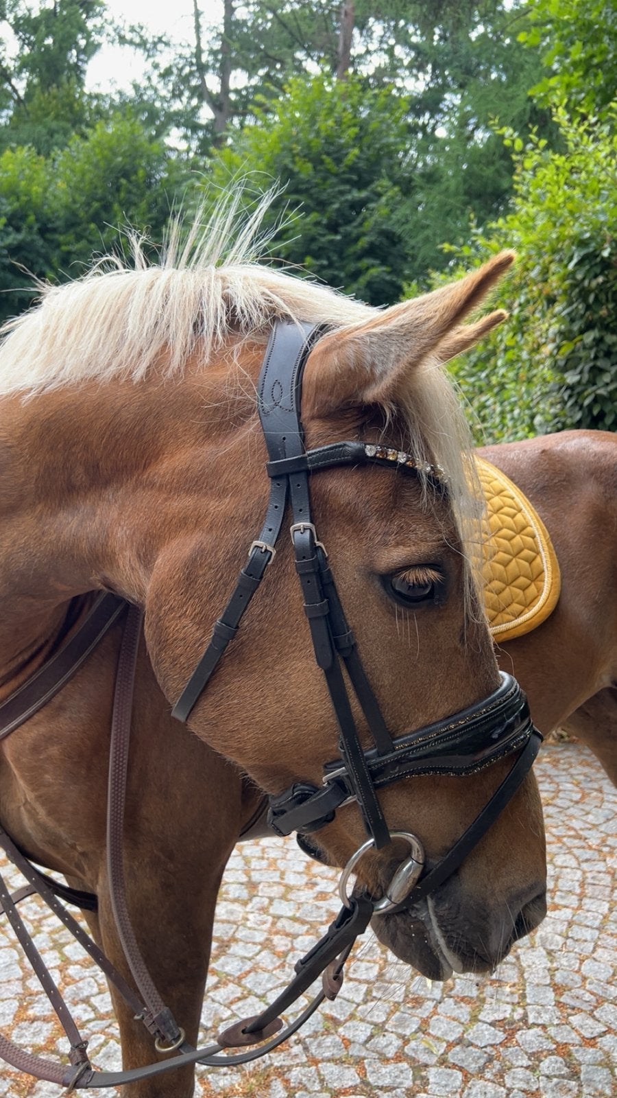HB showtime hoofdstel maat cob donkerbruin, Dieren en Toebehoren, Hoofdstel, Bruin, Ophalen of Verzenden, Zo goed als nieuw