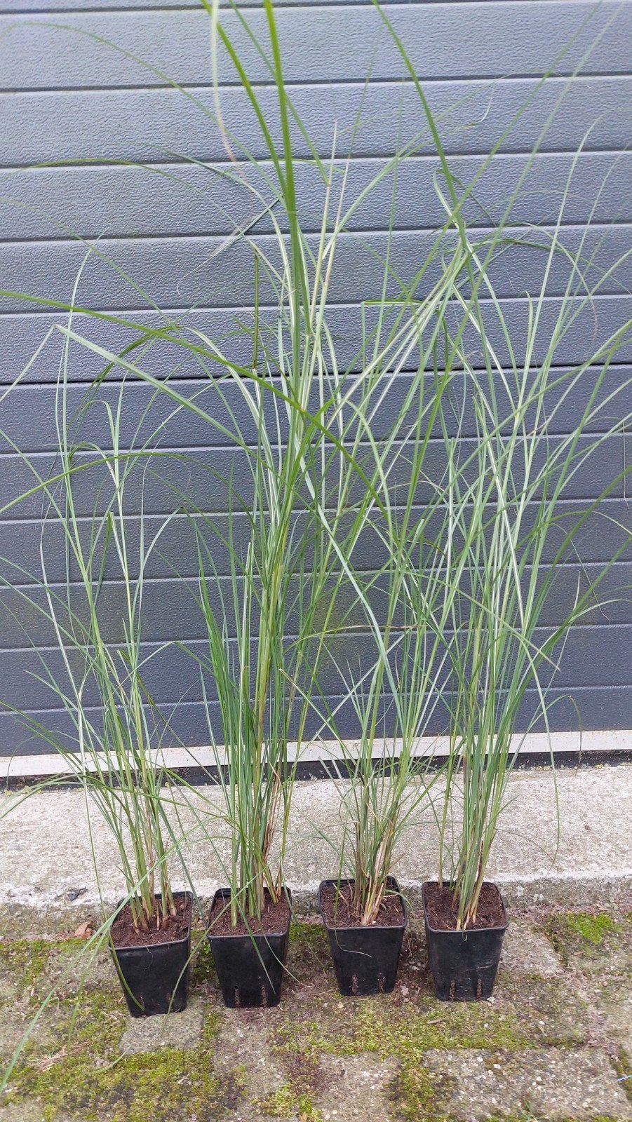 Miscanthus prachtriet Lampenpoetsersgras schapengras zwart g, Tuin en Terras, Ophalen, Vaste plant, Siergrassen