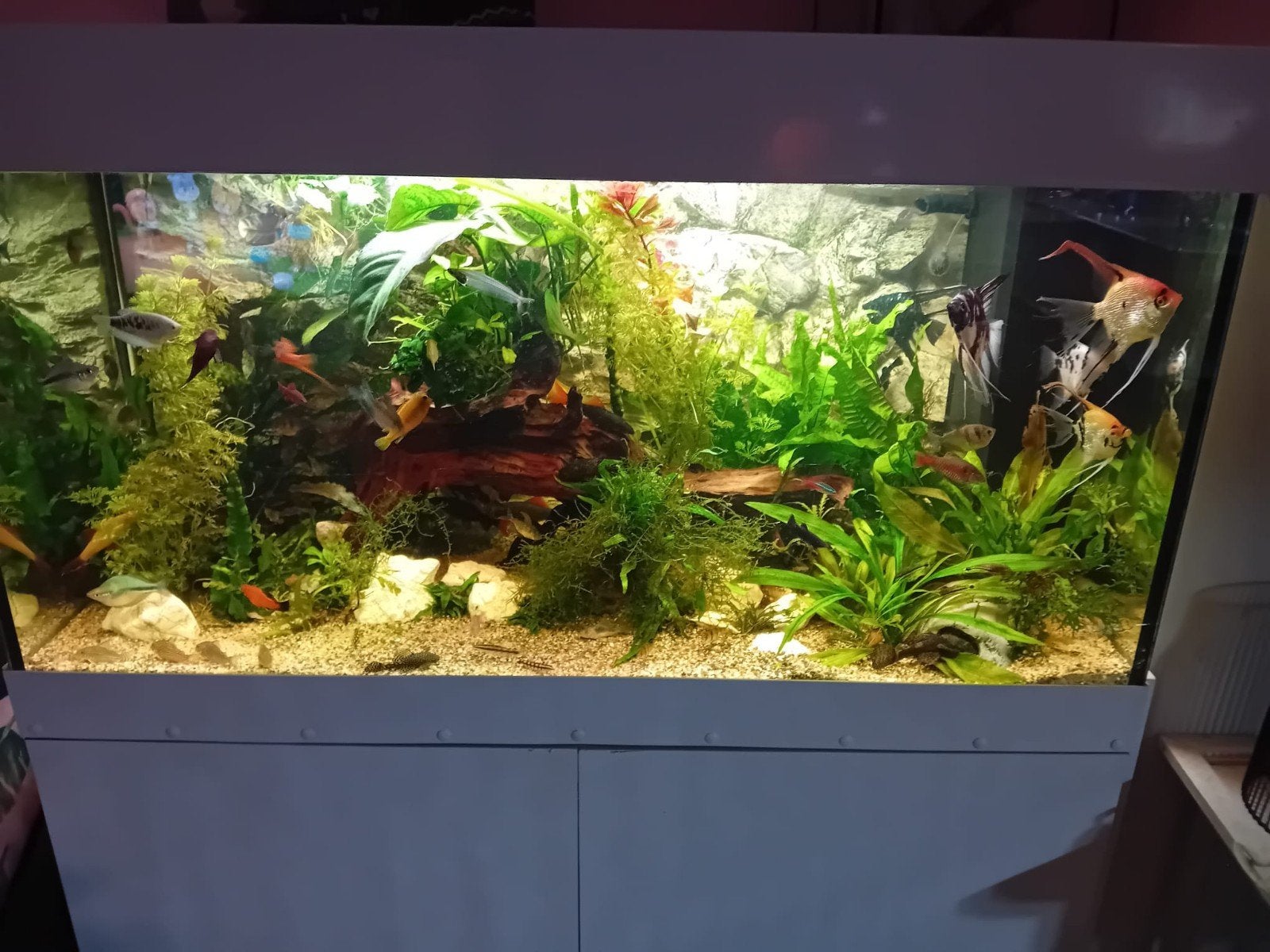 1 meter aquarium, Vis