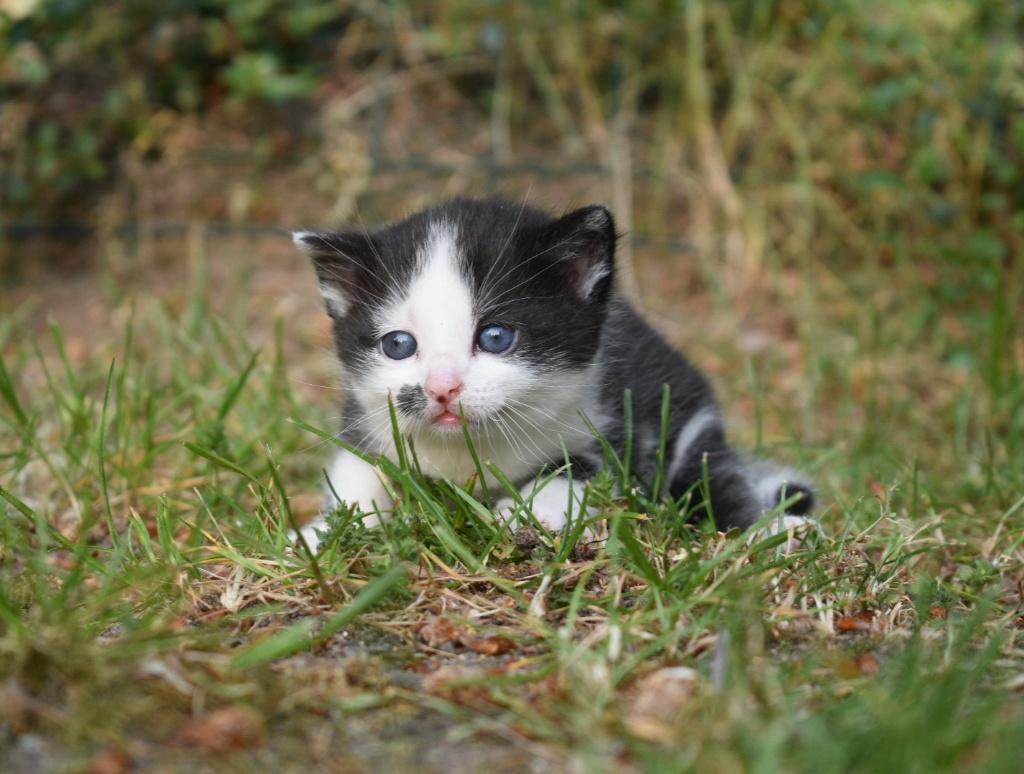 Lieve kittens, Meerdere dieren, Kortharig, 0 tot 2 jaar