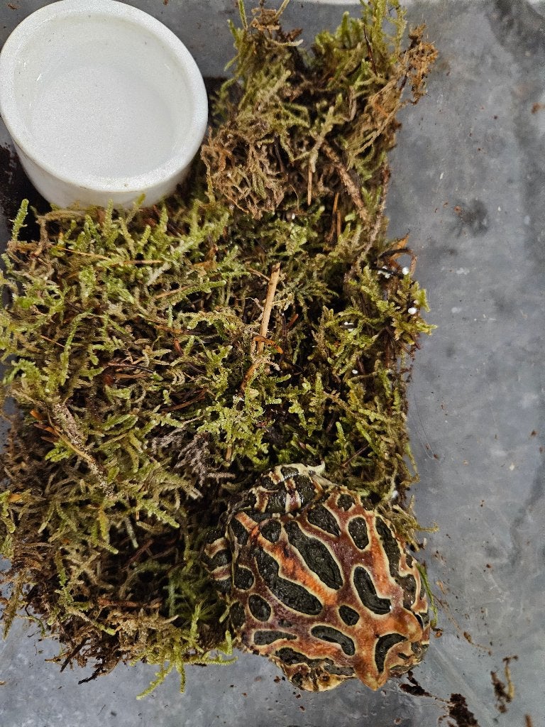 Ceratophrys cranwelli Hoornkikker Frog photo 4