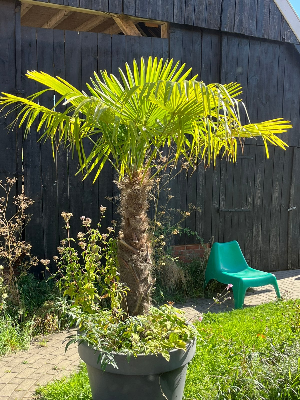 Palmboom, Tuin en Terras, Bloeit niet, 100 tot 250 cm, Palmboom, Ophalen