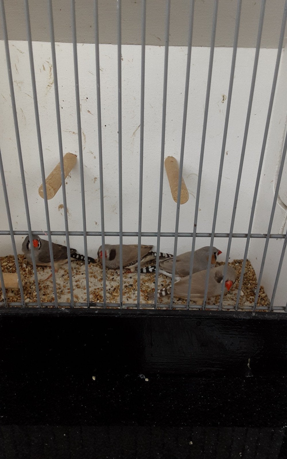 zebravinken, Meerdere dieren