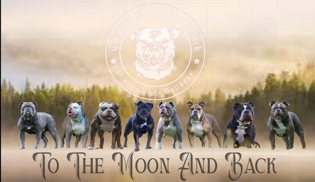 Old english bulldog, 8 tot 15 weken, Bulldog, Meerdere, Meerdere dieren