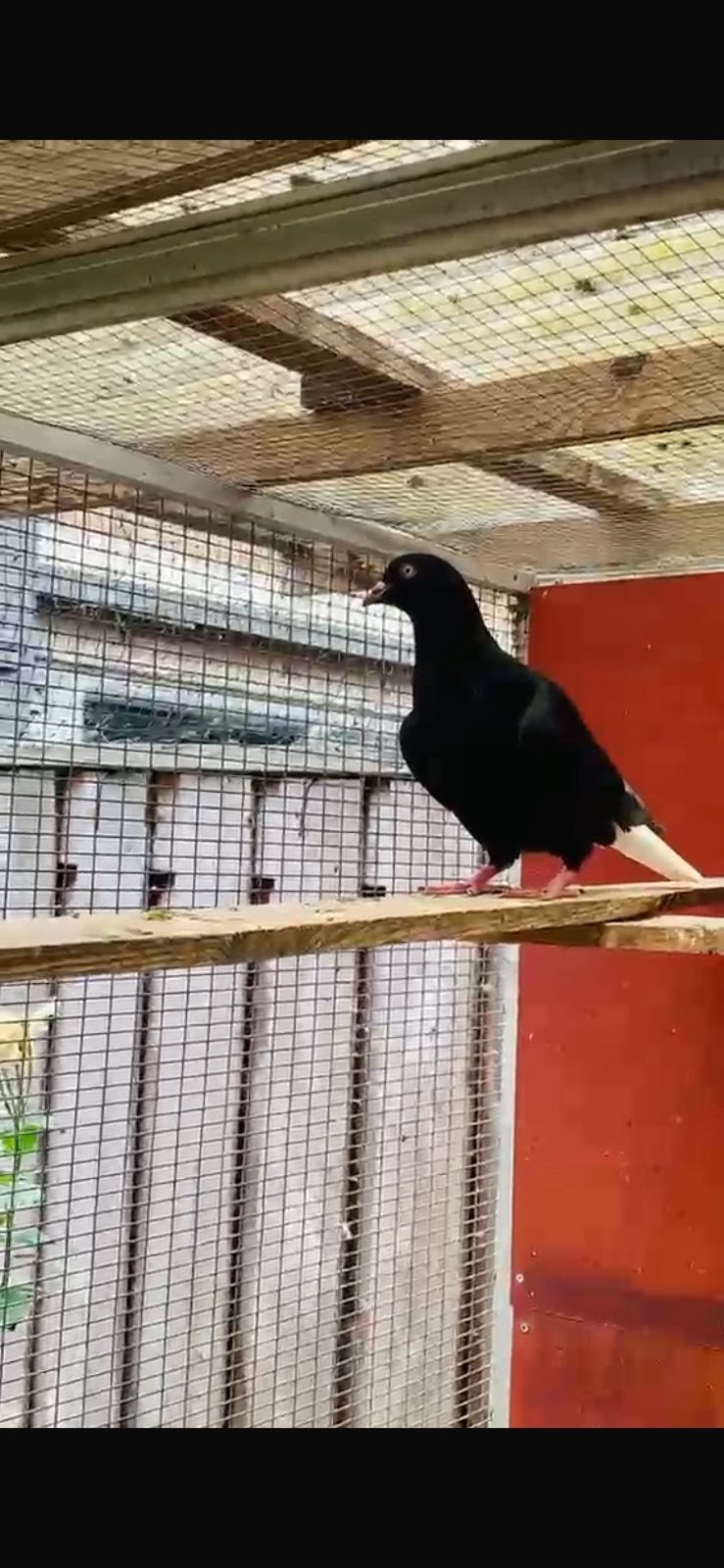 Een koppel afghans duiven te koop, Meerdere dieren