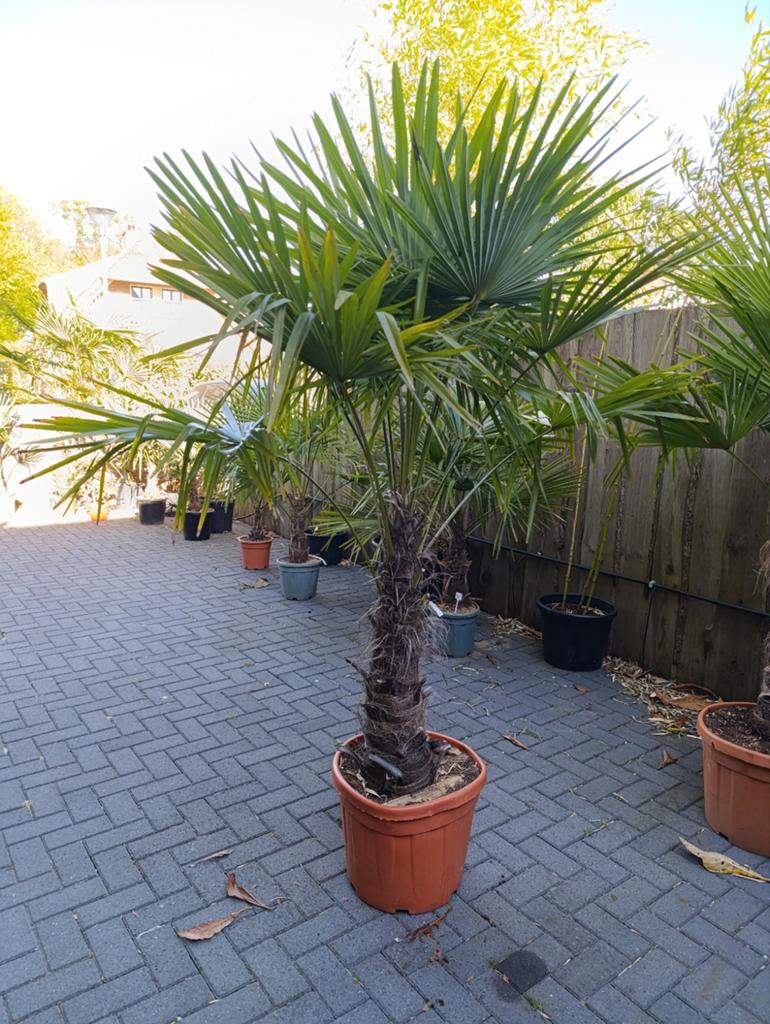 Trachycarpus fortunei winterharde palmboom, 100 tot 250 cm, Zomer, Palmboom, Ophalen