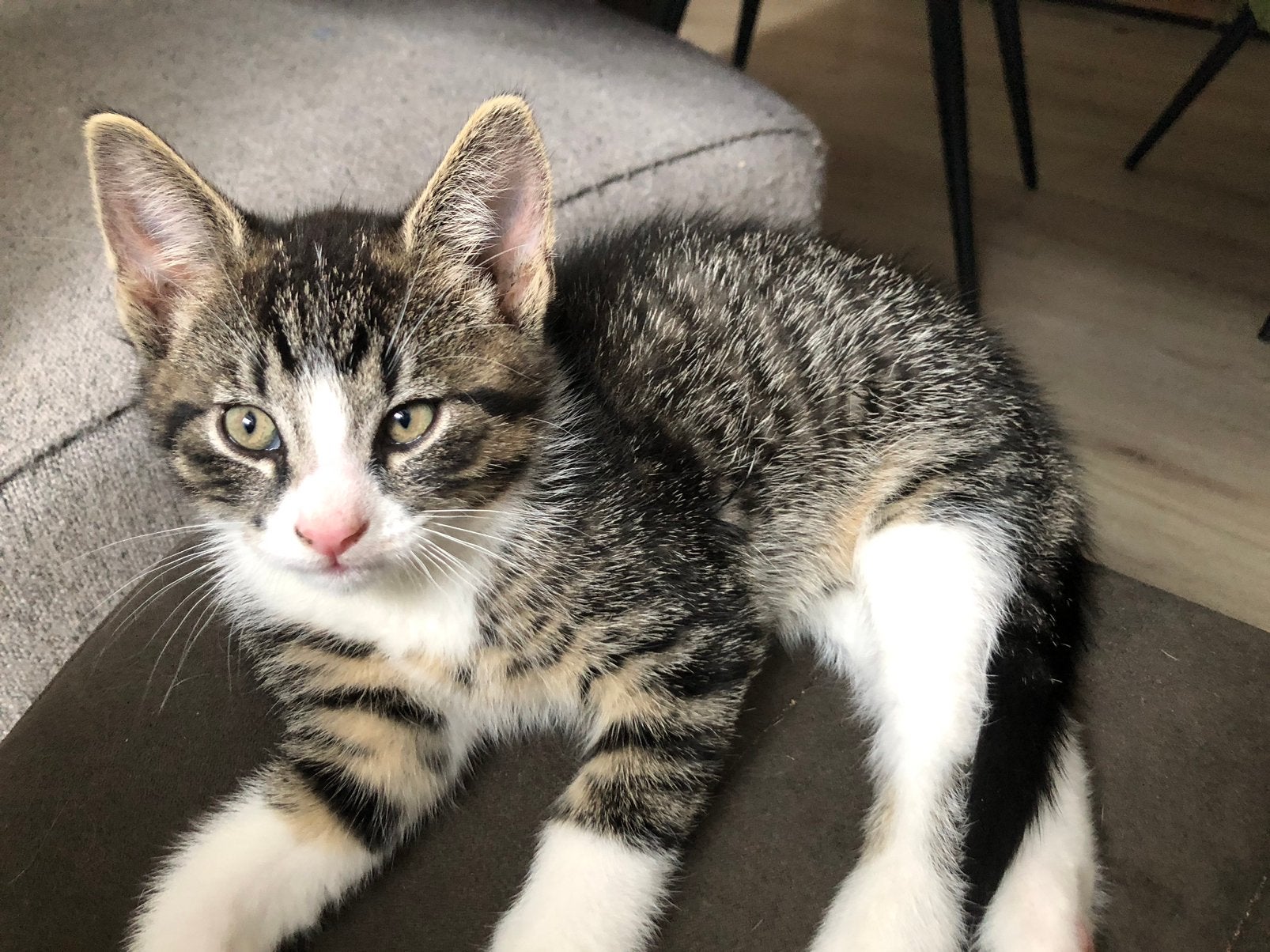 3 lieve kittens ,3 mnd oud, Dieren en Toebehoren, Katten en Kittens | Overige Katten, Poes