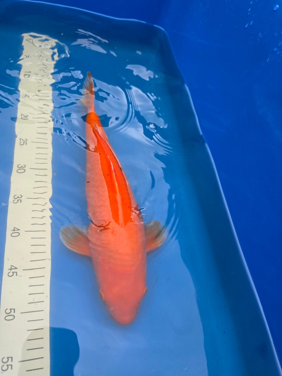Benigoi Sff, Dieren en Toebehoren, Karper of Koi