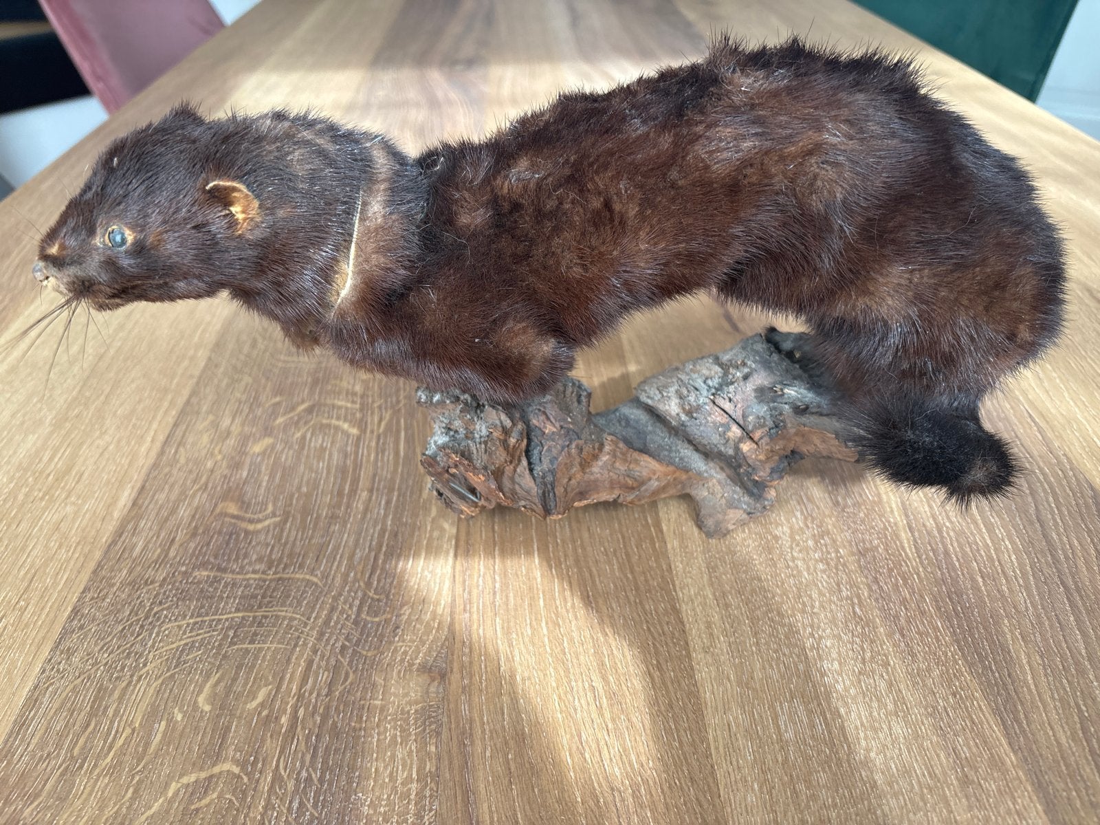 Opgezette nerts, Ophalen of Verzenden, Gebruikt, Vogel, Opgezet dier