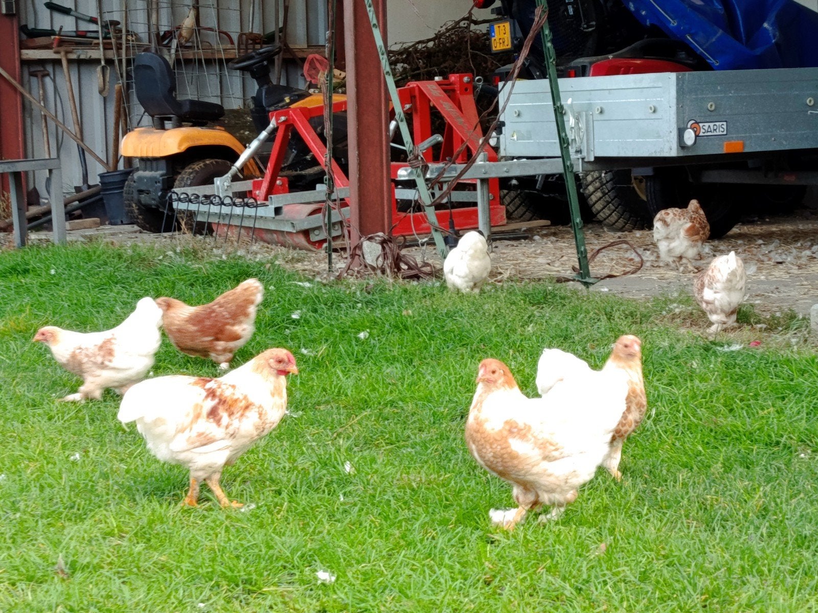 Jonge krielkipjes (mix met cochin), Vrouwelijk, Kip