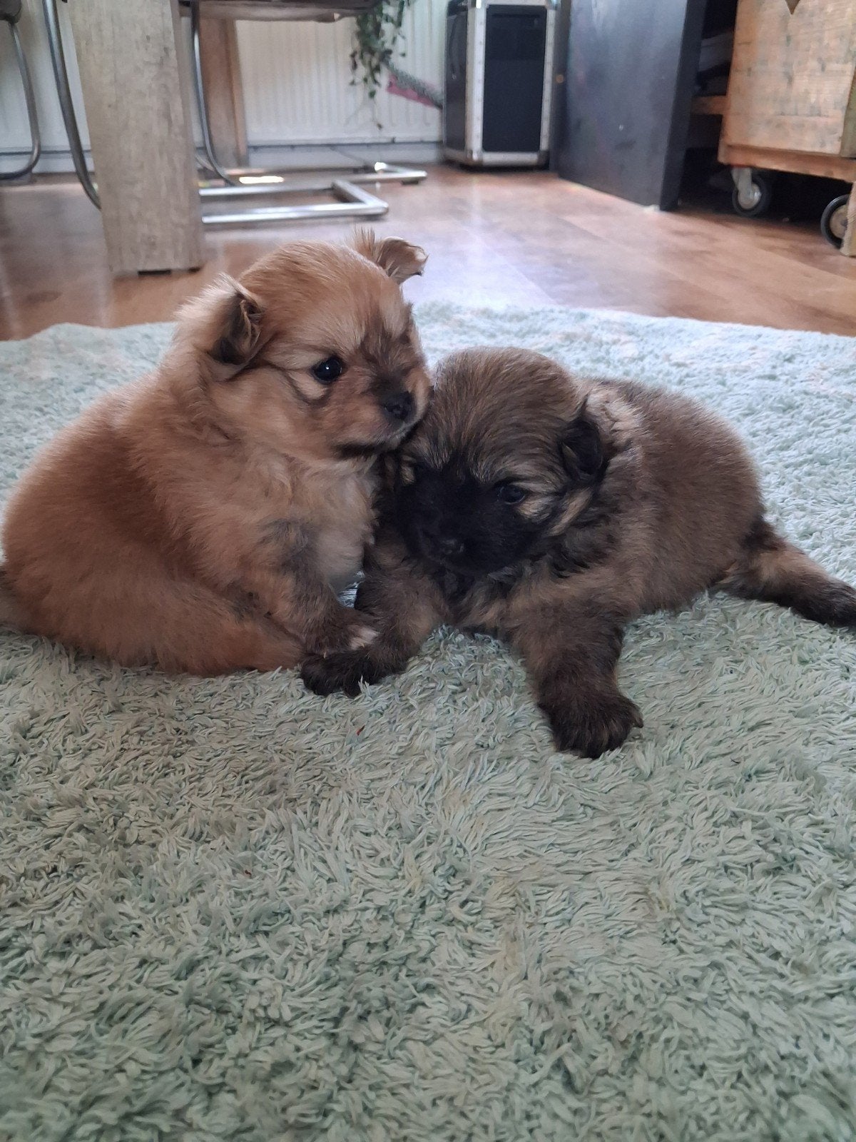 Pomeriaan pups, Parvo, 8 tot 15 weken, Meerdere, Meerdere dieren