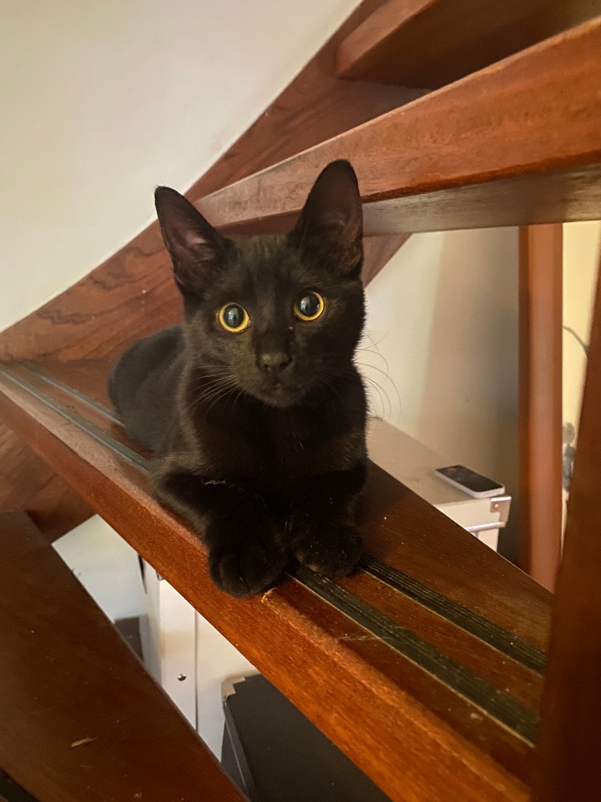 Kitten poes zwart, Poes