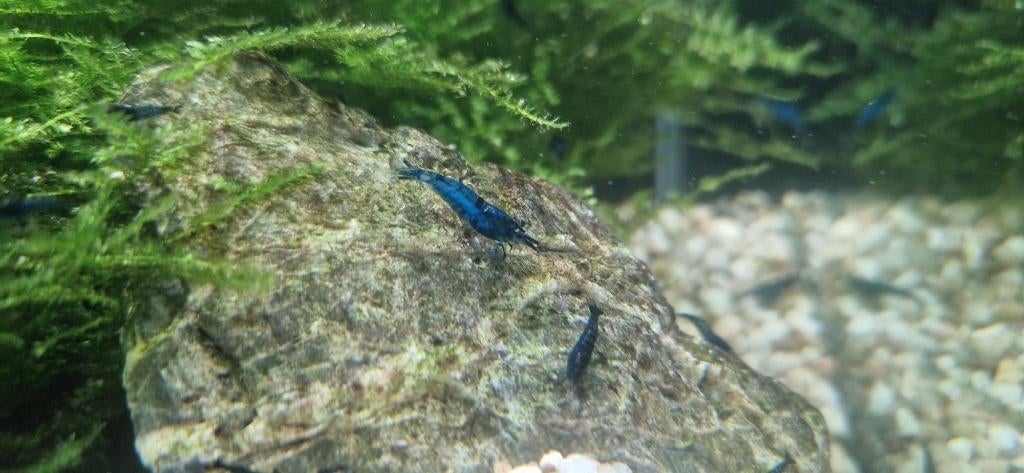 Neocaridina Blue Dream. Blauwe garnalen, Dieren en Toebehoren, Vissen | Aquariumvissen, Kreeft, Krab of Garnaal, Zoetwatervis