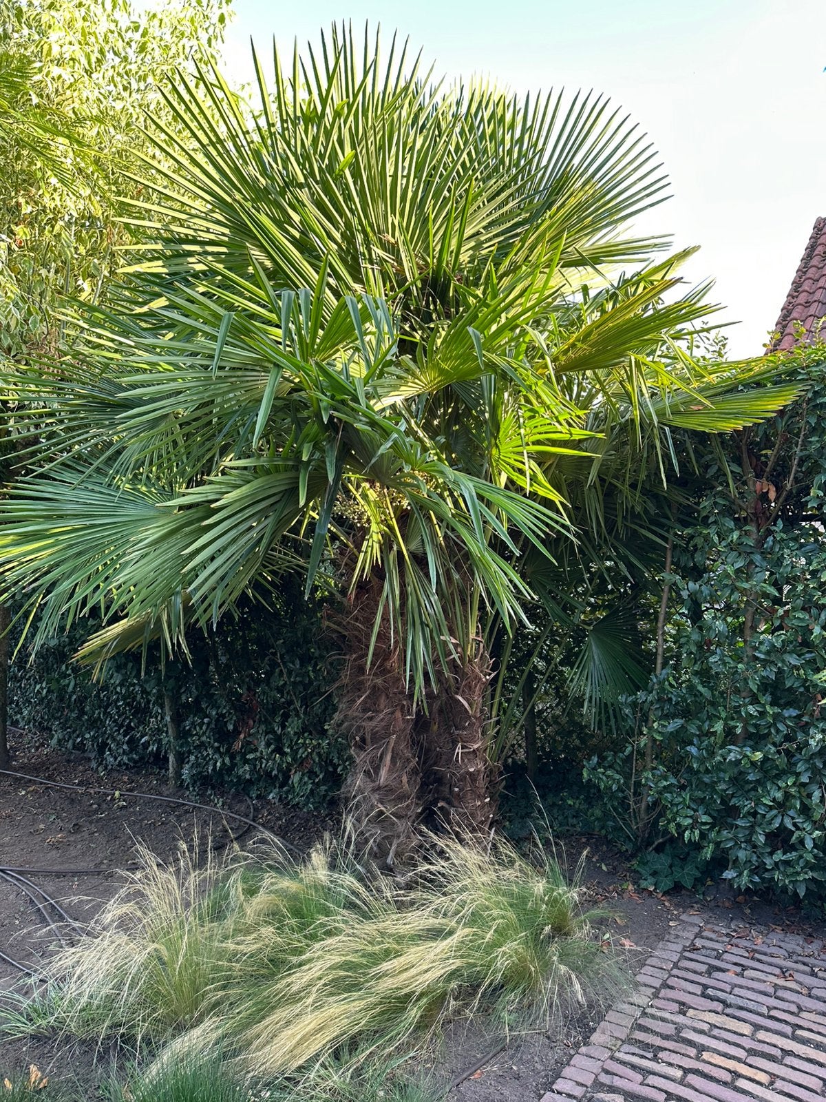 Volwassen, meerstammige palmboom, Ophalen, Gehele jaar, Halfschaduw