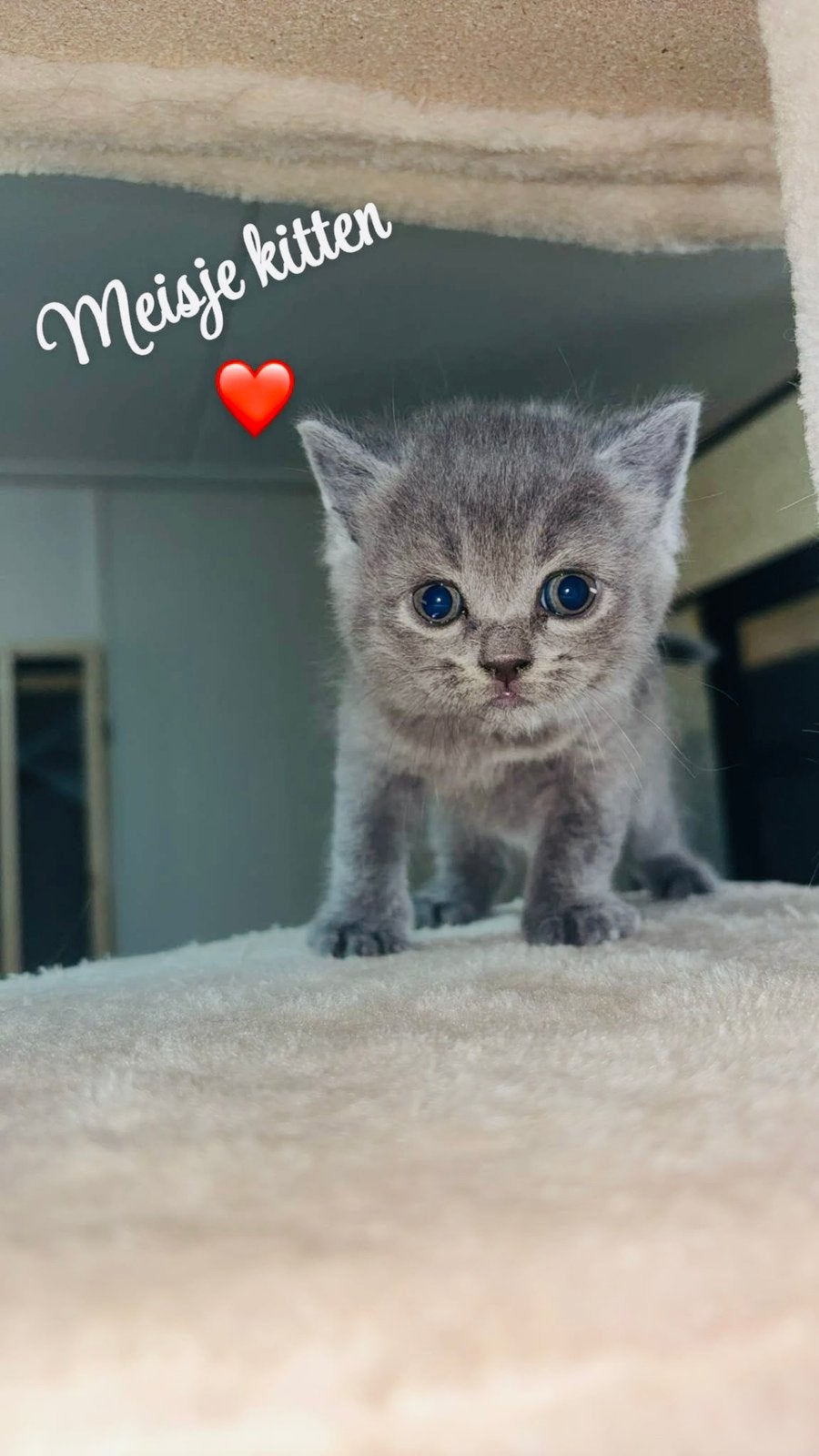 Britse korthaar kittens, Dieren en Toebehoren, Poes, Ontwormd