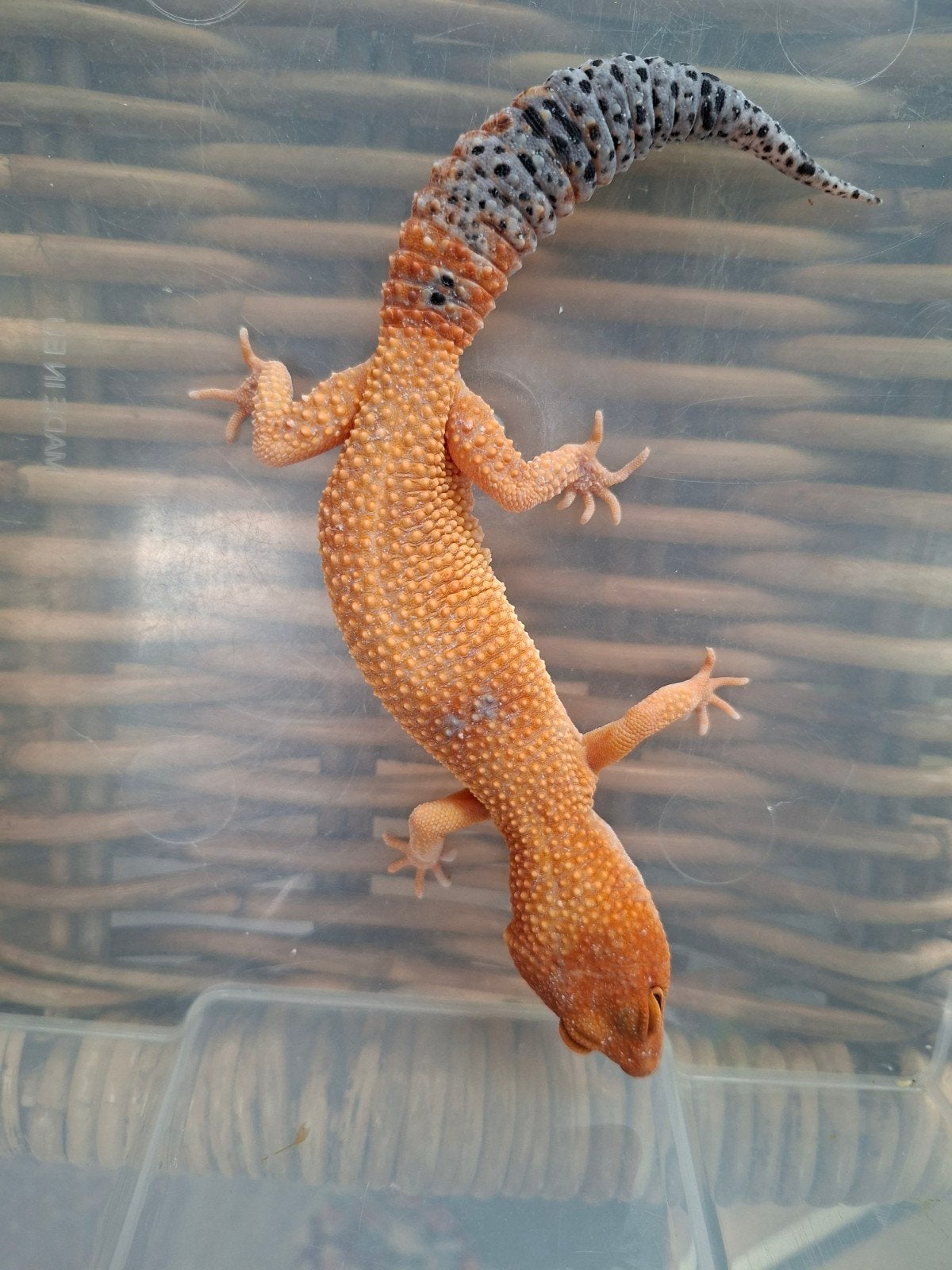 Eublepharis Macularius Pet only luipaardgekko Leopard Gecko photo 3