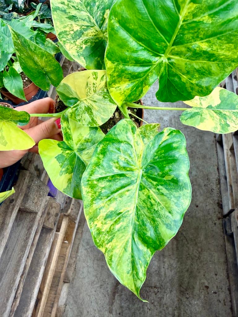 Alocasia  macrorrhiza Aurea, Huis en Inrichting, Kamerplanten, Ophalen of Verzenden, Halfschaduw, Minder dan 100 cm