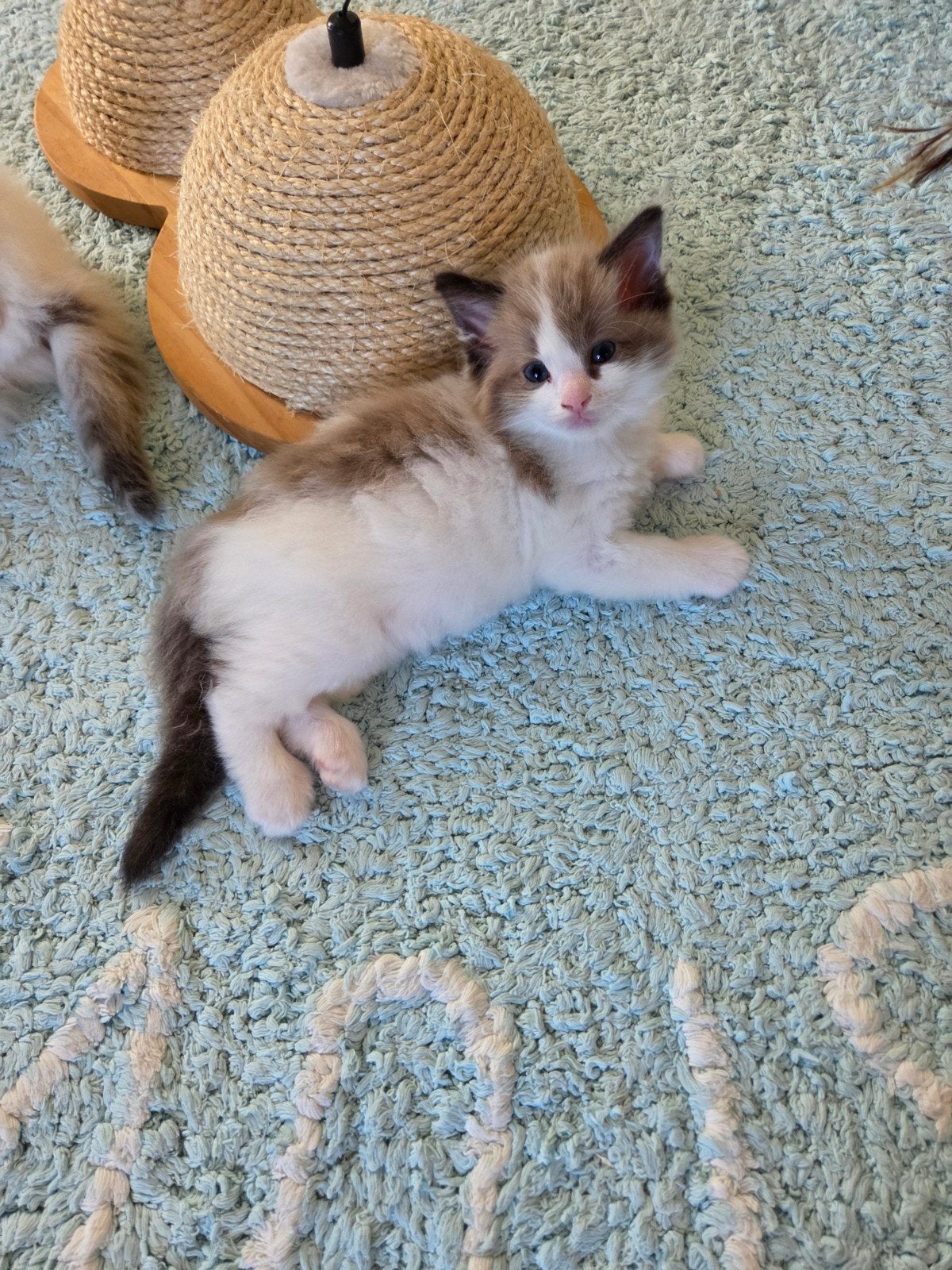 Ragdoll kitten katertjes, Kater