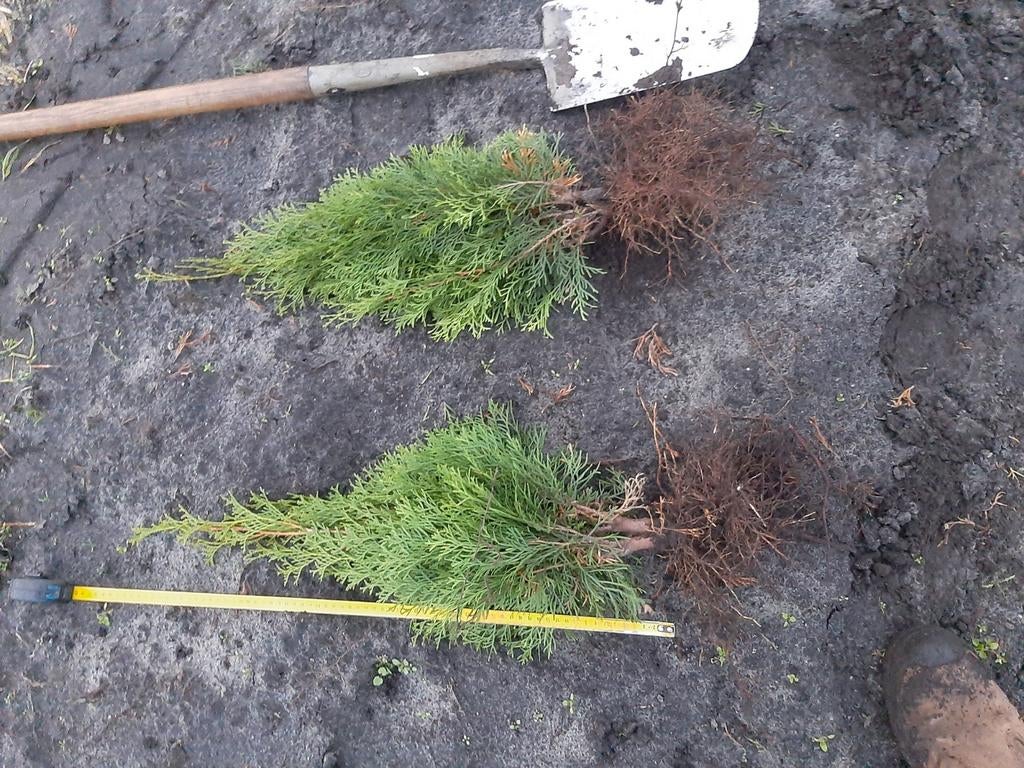 Thuja smaragd wortelgoed 40+ 2000 stuks beschrikbaar actie!, Ophalen of Verzenden, Bloeit niet, Overige soorten, Volle zon
