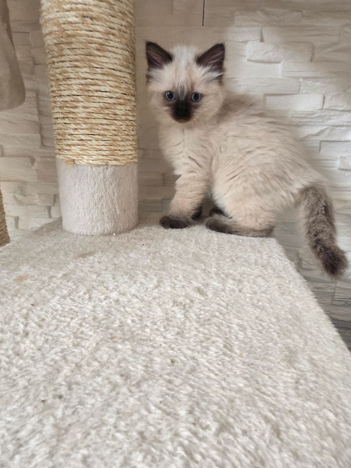Ragdoll kittens langharig, Dieren en Toebehoren, Katten en Kittens | Raskatten | Langhaar, Meerdere dieren